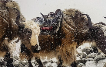 Yaks seen during Everest base camp via Jiri