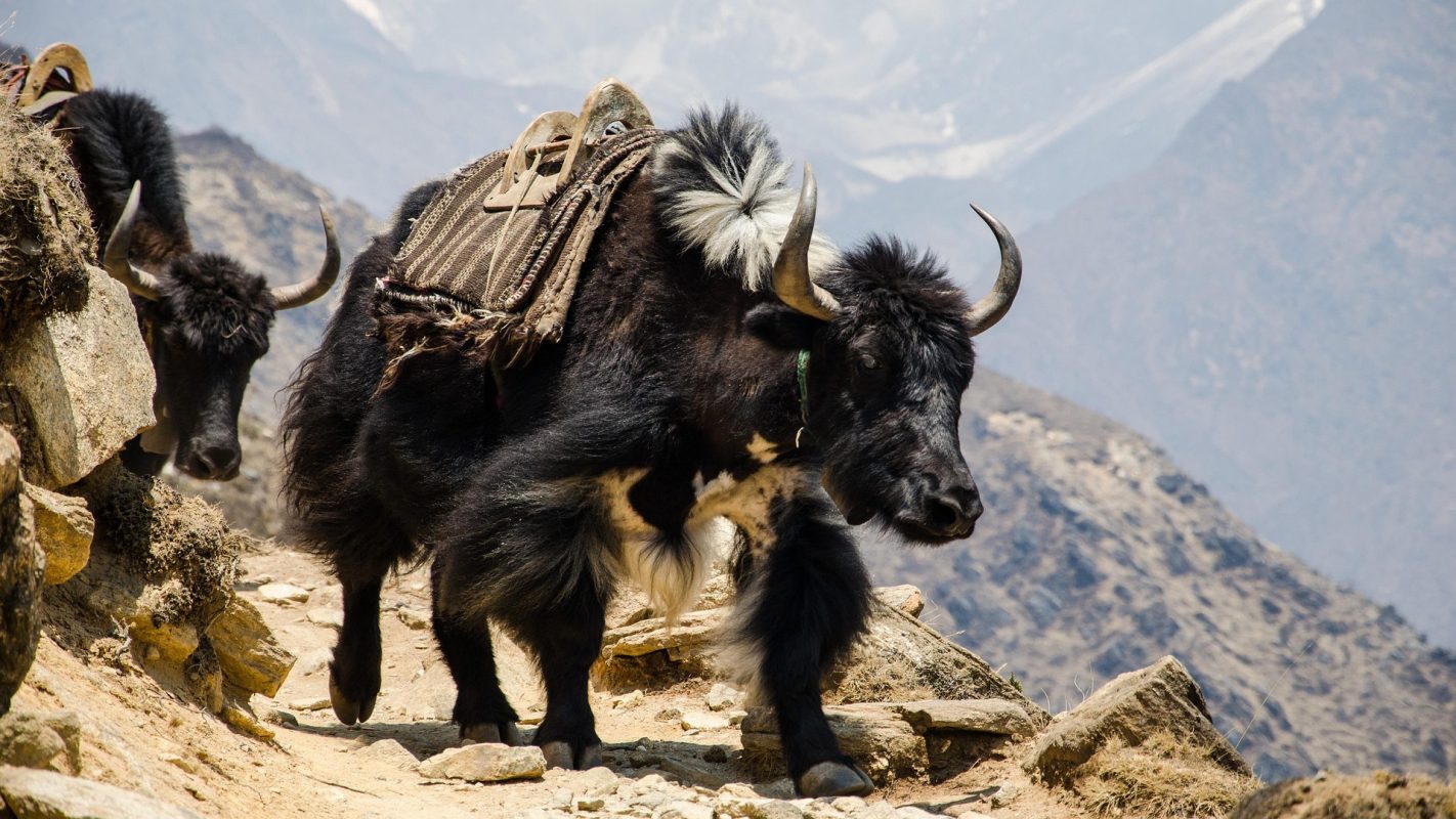 ivo m g nepal 2938914 1920 Skydiving in Nepal 2026: